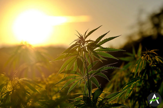 Dividenden mit Cannabis-REITs – warum Immobilien die besseren Marihuana-Aktien sind