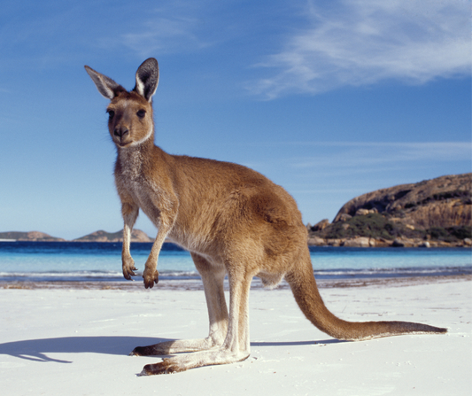 australische Dividenden-Aktie