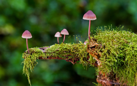 Die Magie der Psilocybin Pilze: Ein Einstieg in die Welt der Halluzinogenen Pilze